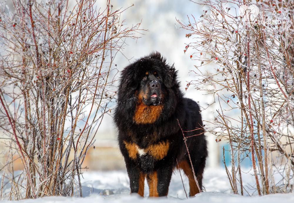 Mastino Tibetano nella neve