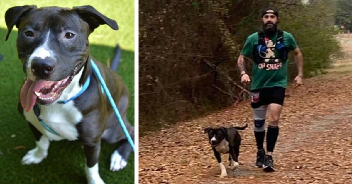 Max, il cane randagio che è stato adottato grazie alla sua partecipazione a una maratona