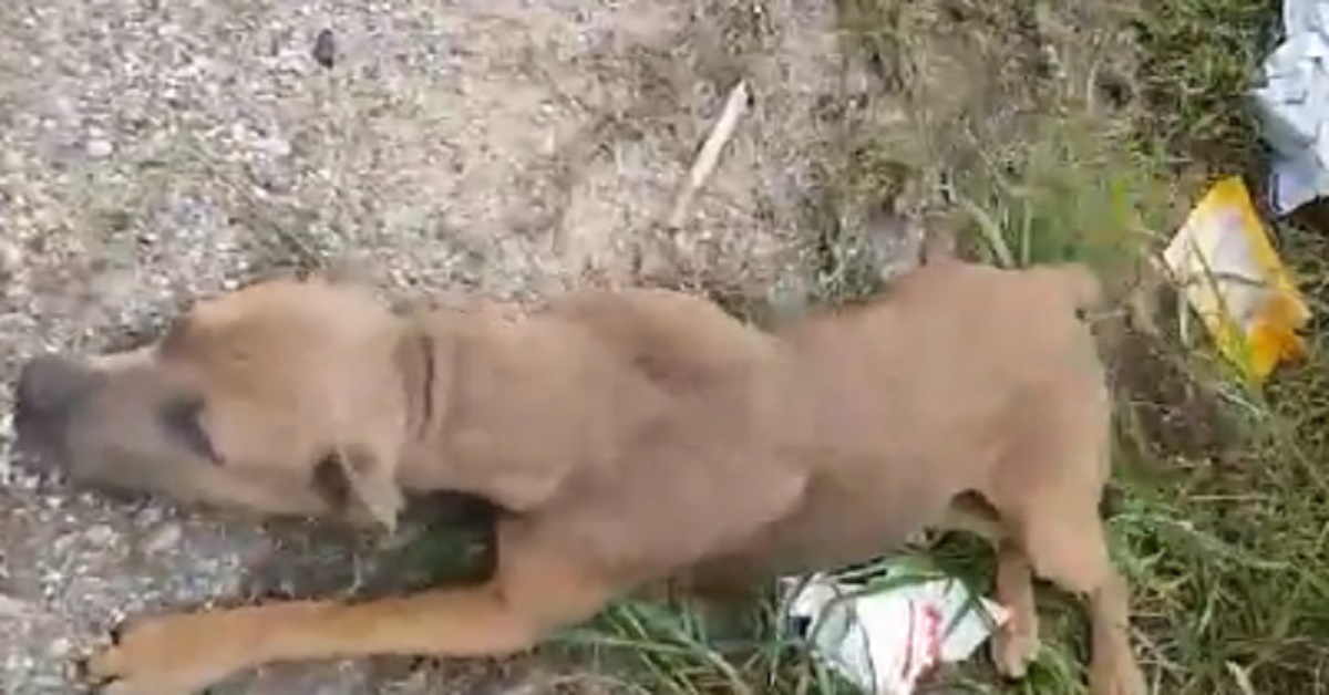 Mercy, il cane abbandonato salvato dalla strada (video)