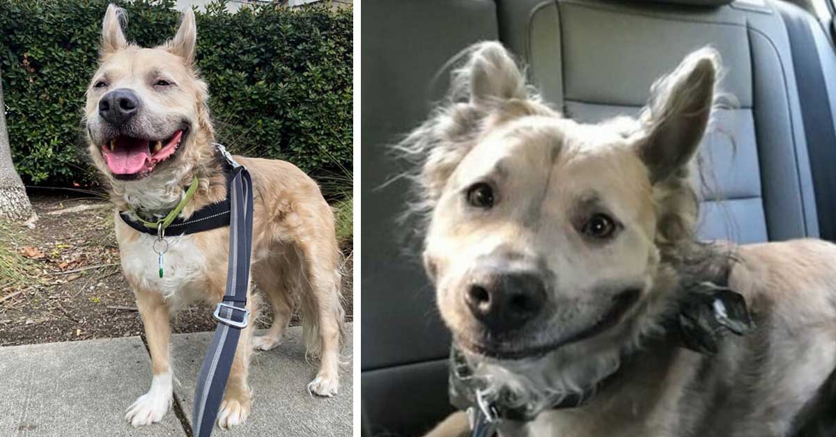 Milo, il cane con il sorriso umano che ricorda un lupo mannaro e che è una star di Instagram (video)