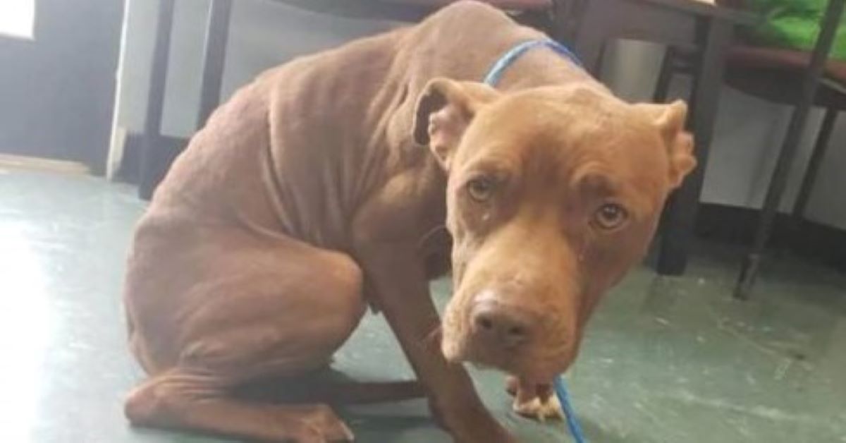 Mocha, il cane salvato in tempo dall’eutanasia quasi certa