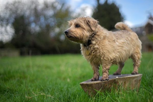 esemplare di Norfolk Terrier