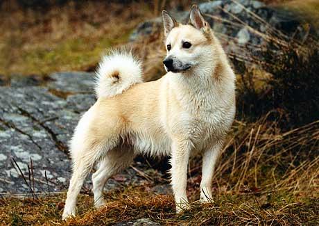 cane Norsk Buhund