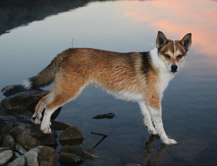 esemplare di Norsk Lundehund