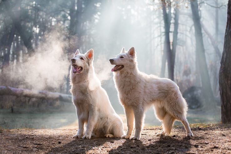 esemplari di Northern Inuit nel bosco