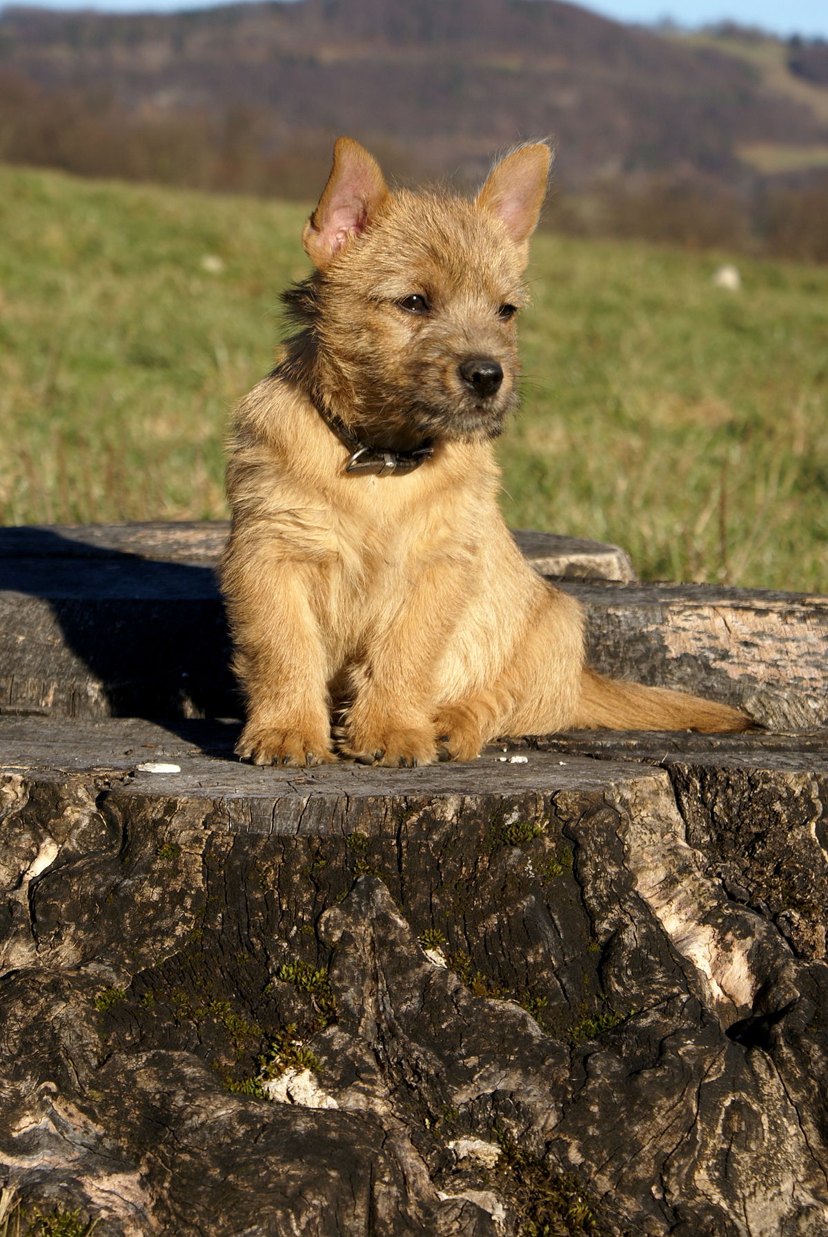 cucciolo di Norwich Terrier