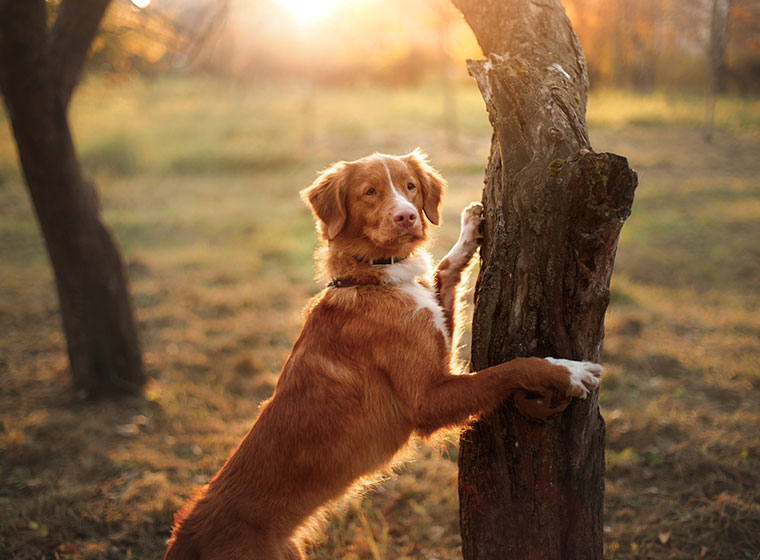 esemplare di Nova Scotia Duck Tolling Retriever in posizione eretta di fianco ad un tronco d'albero