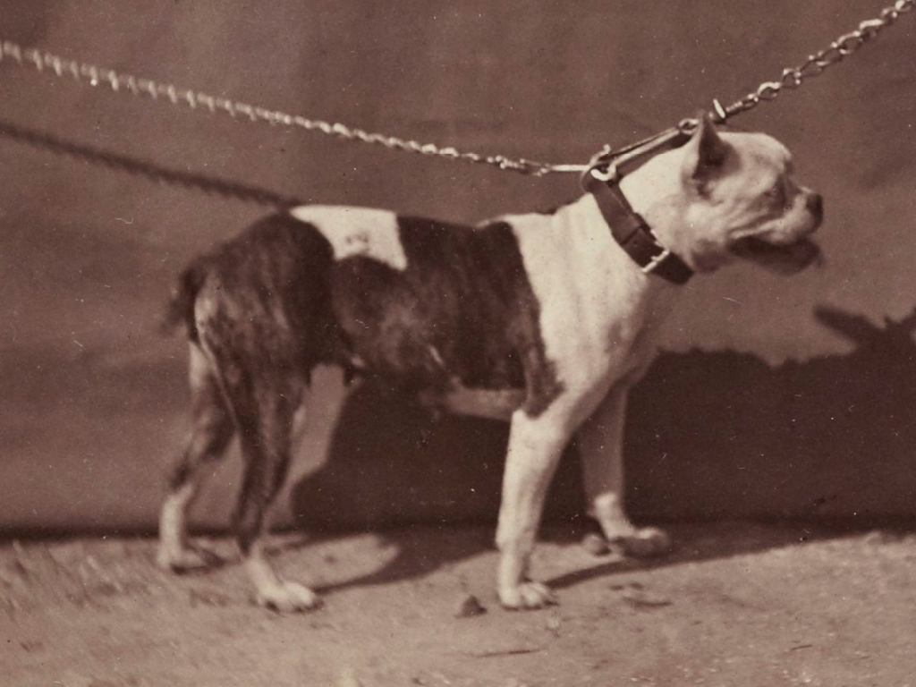 foto di repertorio di Old English Bulldog legato ad una catena