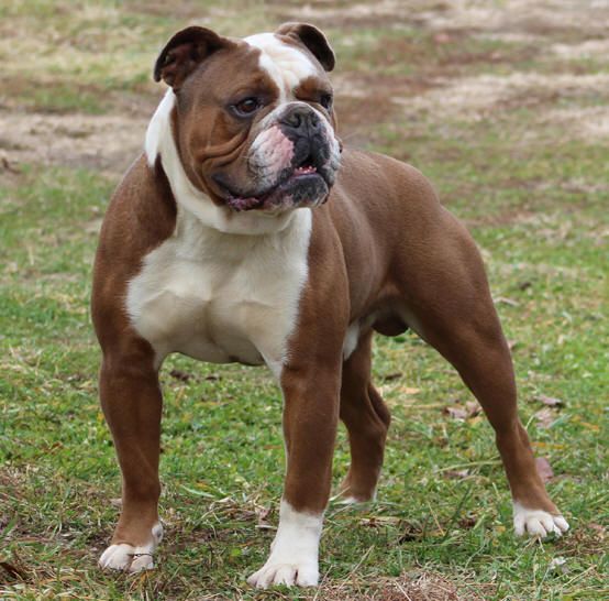 esemplare di Olde English Bulldogge