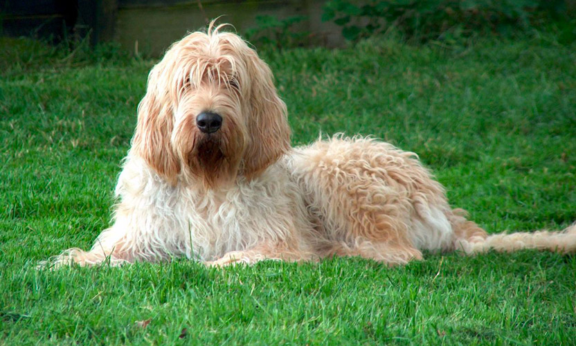 esemplare di Otterhound sul prato