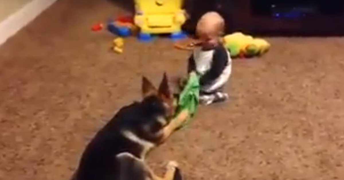 Pastore Tedesco gioca dolcemente con un bambino e il video fa il giro del web