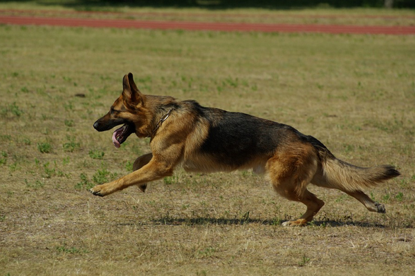 Pastore Tedesco che corre