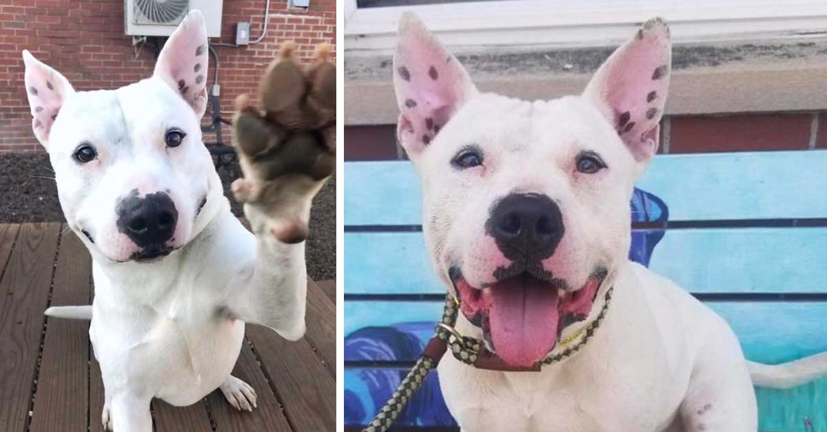 Patriota, il Pit Bull sordo che ha imparato la lingua dei segni per comunicare con la nuova famiglia (video)