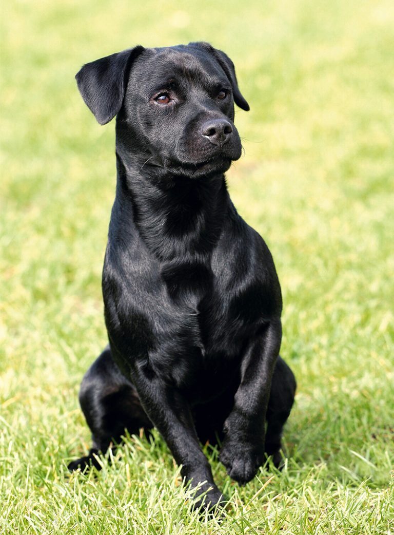 esemplare di Patterdale Terrier