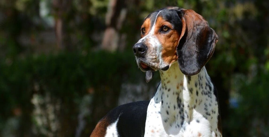 primo piano di esemplare di Perro Fino Colombiano