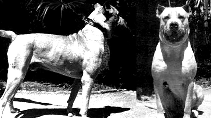 foto di repertorio in bianco e nero di Perro de Pelea Cordobes