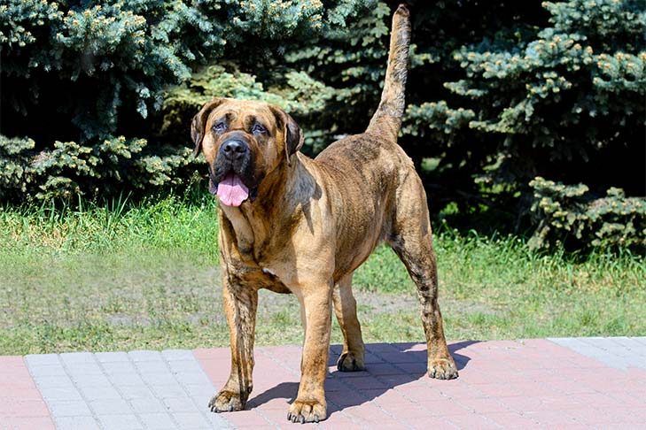 esemplare di Perro de Presa Canario