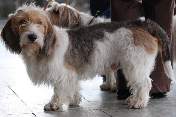 esemplare di Petit Basset Griffon Vendeen