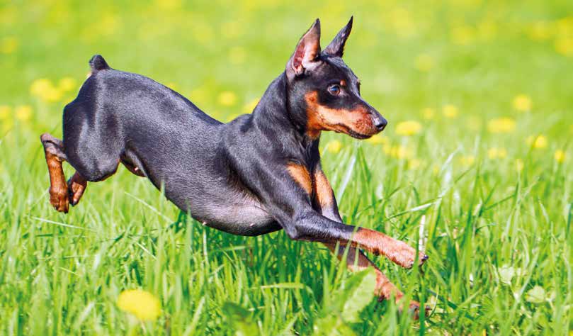 cane Pinscher in corsa su prato