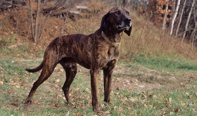 esemplare di Plott Hound