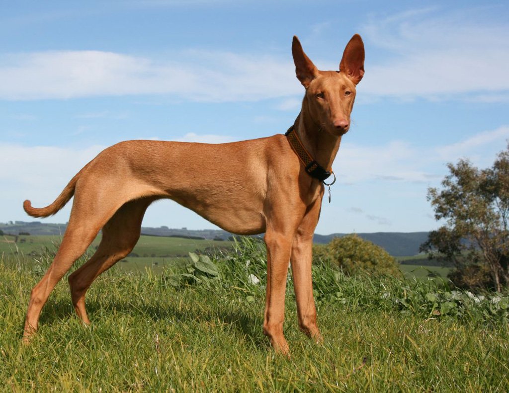 esemplare di Podenco Canario