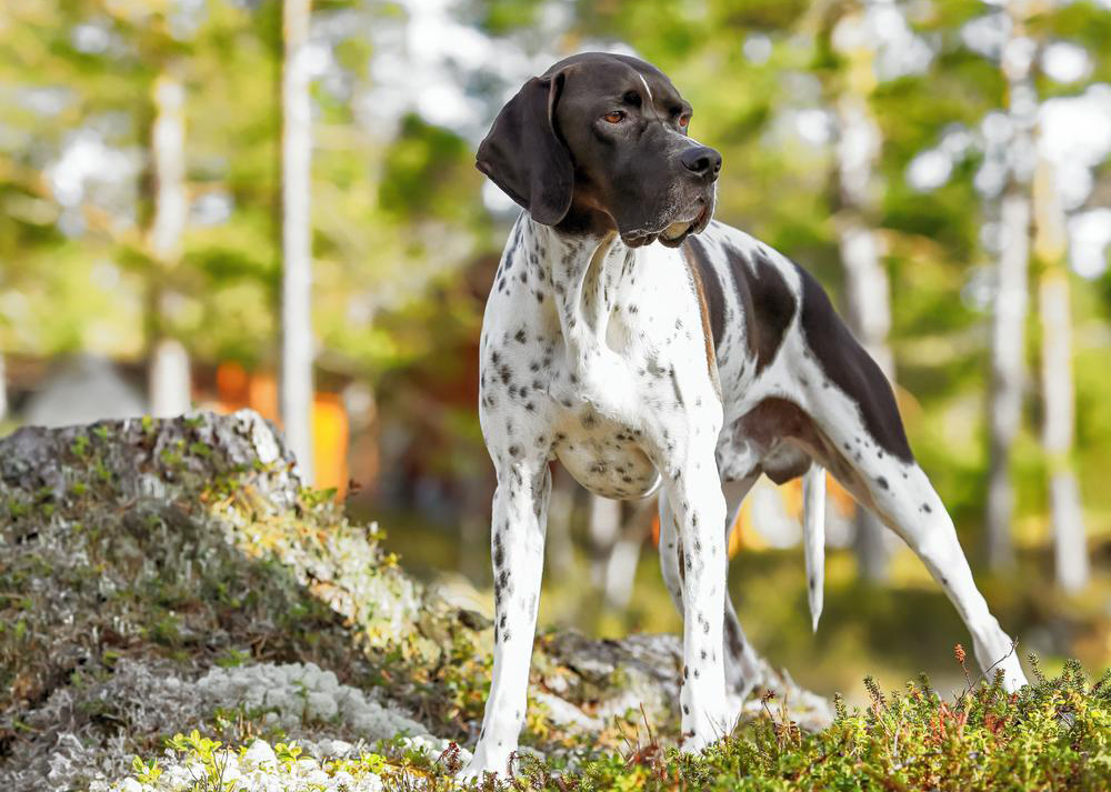 esemplare di cane Pointer