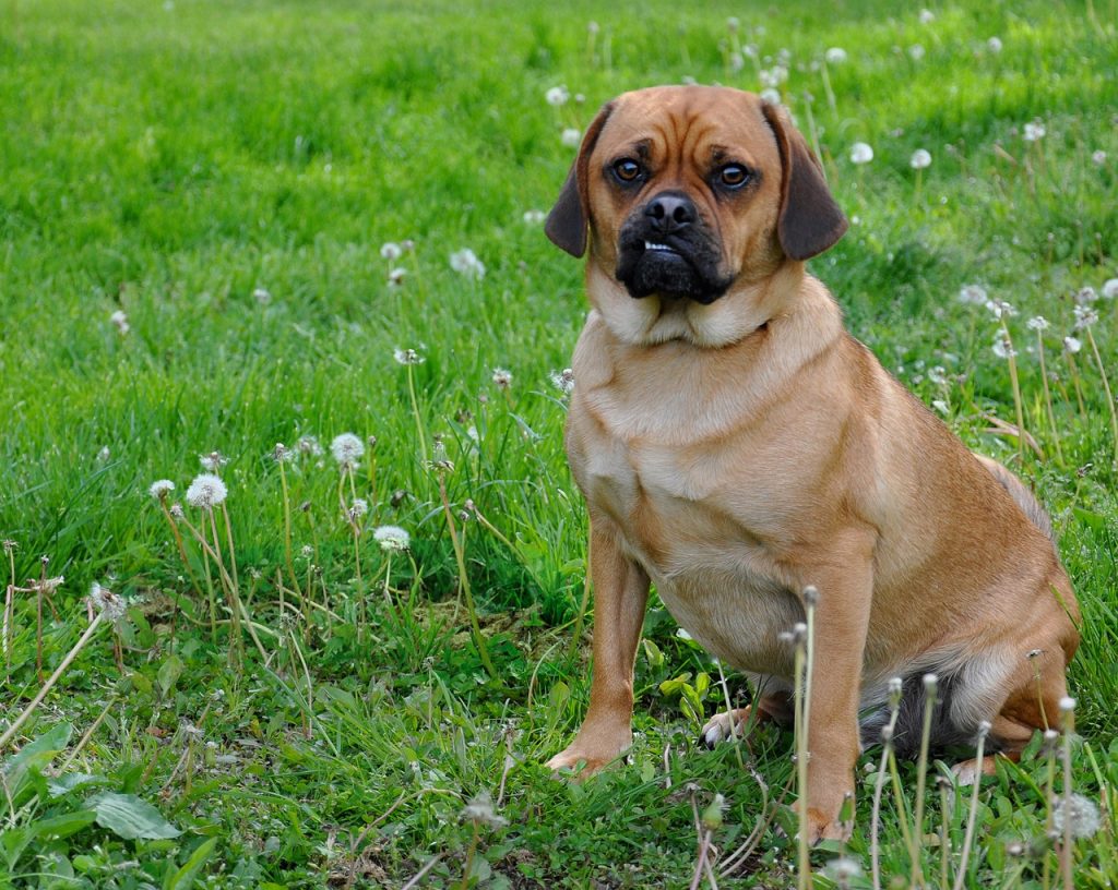 esemplare di Puggle