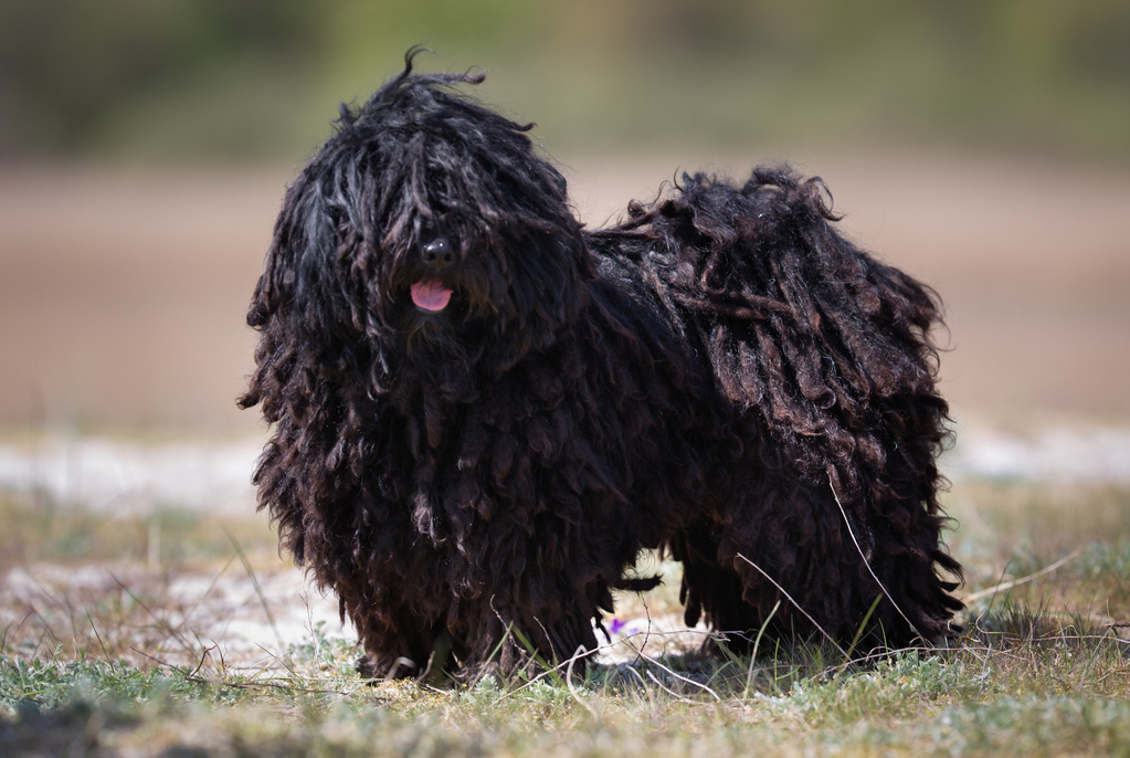 esemplare di Puli nero