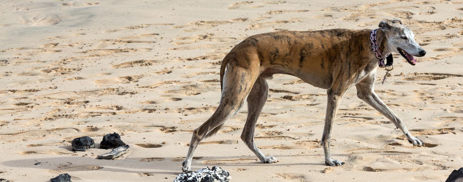 esemplare di Rampur Greyhound nel deserto