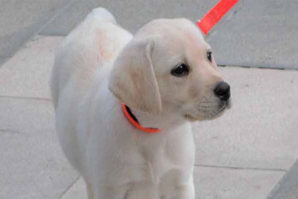 Ranger Labrador