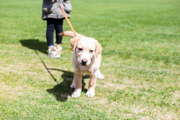 Ranger Labrador