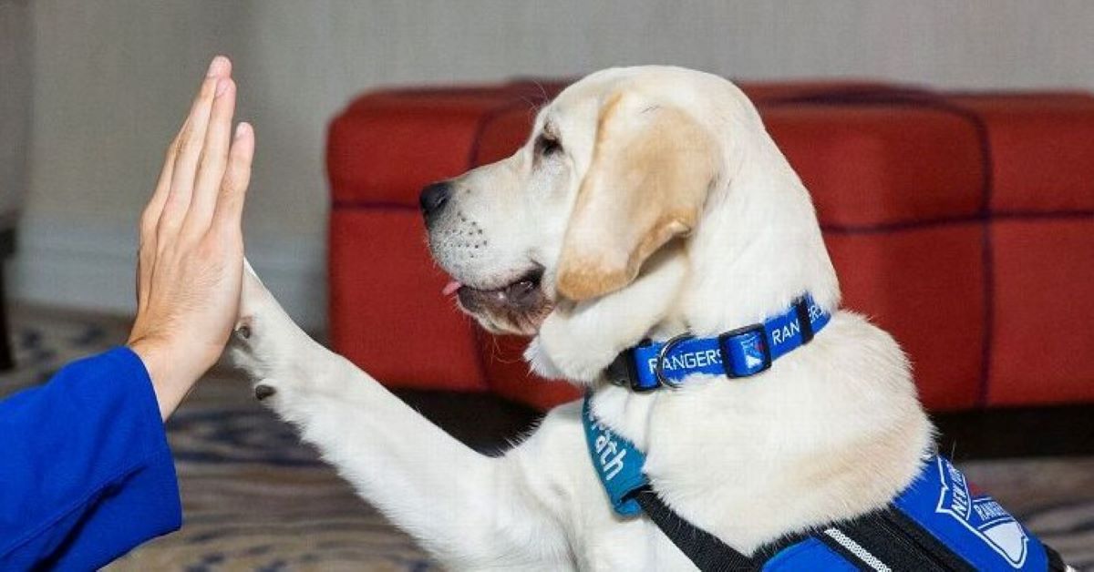 Ranger, il Labrador cucciolo che diventa un cane guida