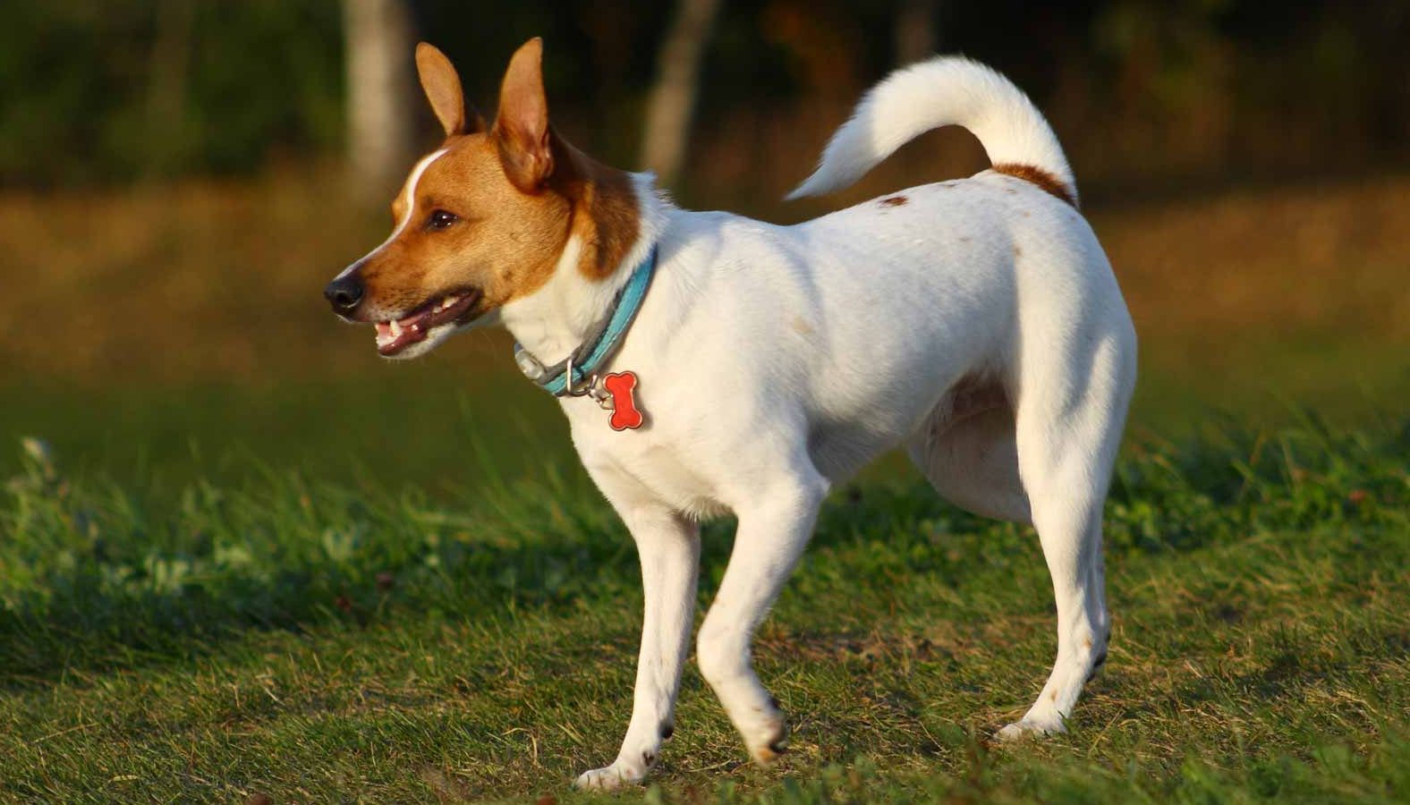 esemplare di Rat Terrier