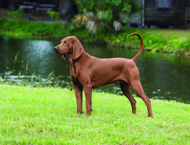 cane Redbone Coonhound