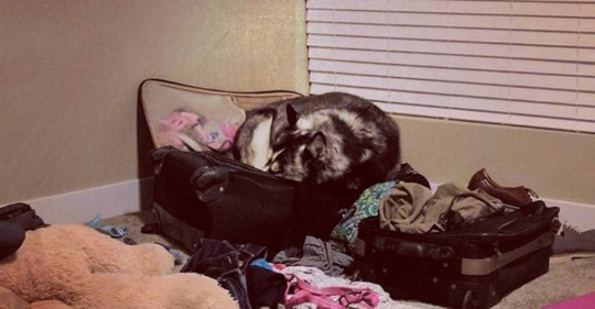 Remy, l’Husky cieco che quando non trova il letto dorme nei luoghi più improbabili