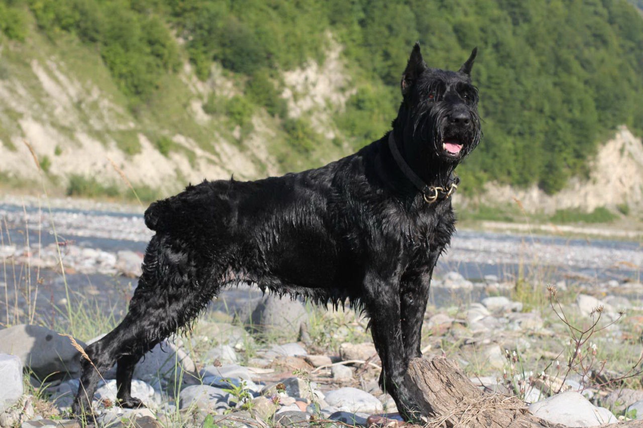 esemplare di Riesenschnauzer