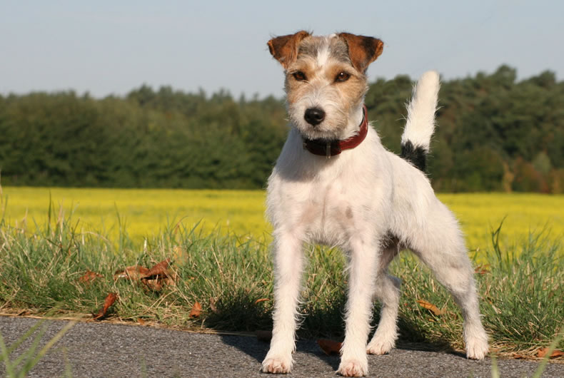 esemplare di Russell Terrier a pelo lungo