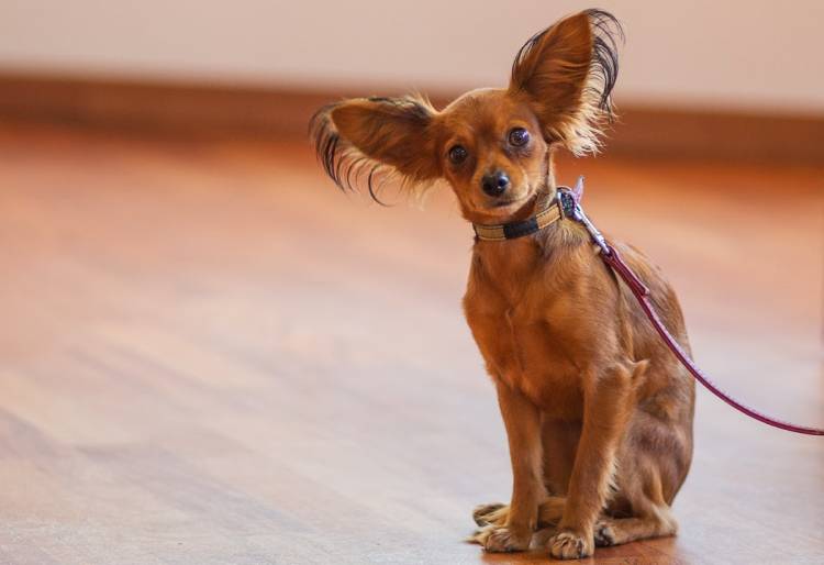 esemplare di Russian Toy Terrier