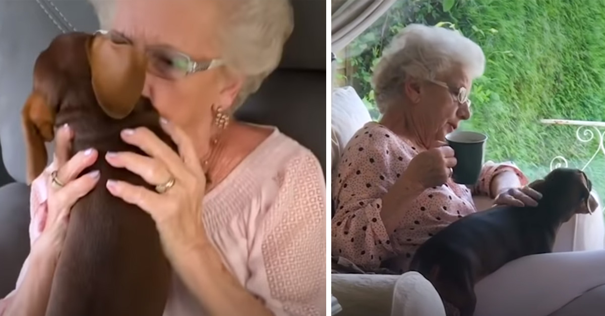 Sally, il Bassotto che ha cambiato la vita ad un’anziana signora (video)