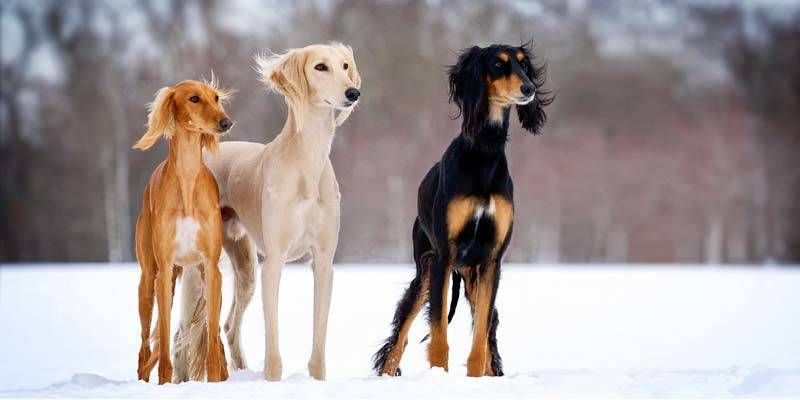 esemplari di Saluki sulla neve