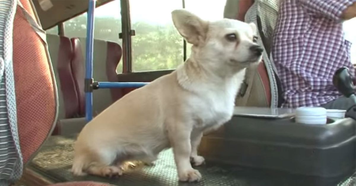 Sangyeon, il cane che viaggia da solo in autobus (video)