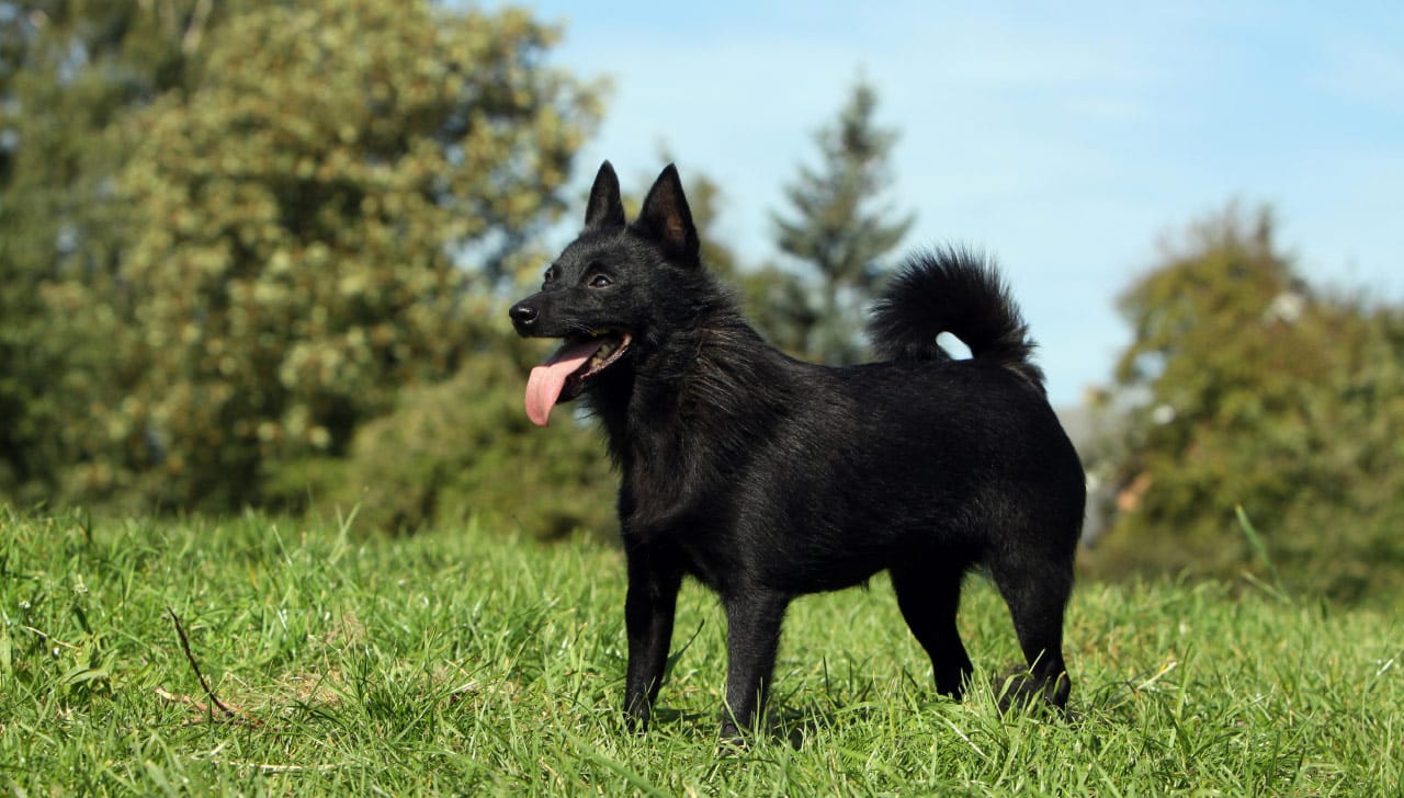 cane Schipperke colore nero