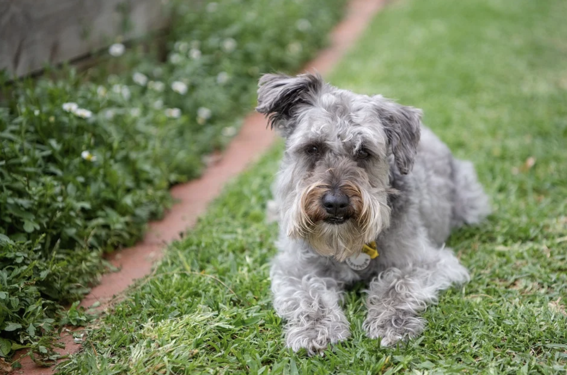 Schnoodle grigio su prato