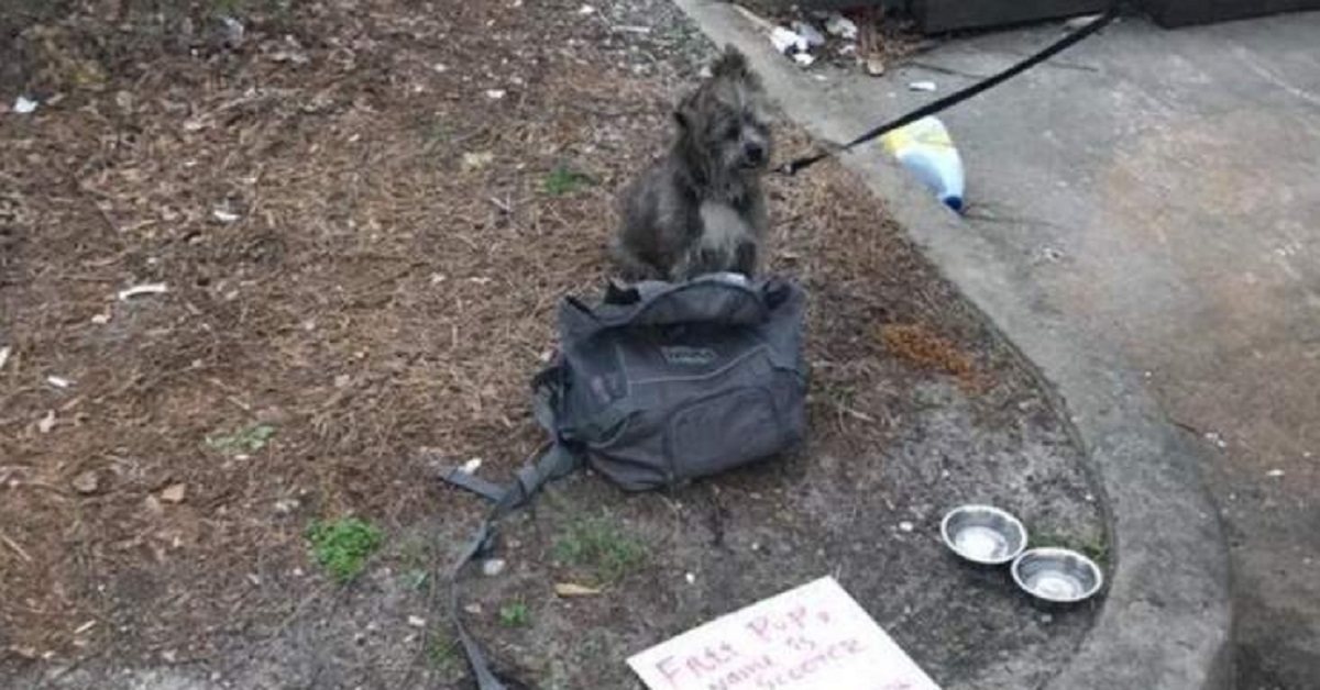 Scooter, il cagnolino abbandonato con un biglietto (foto)