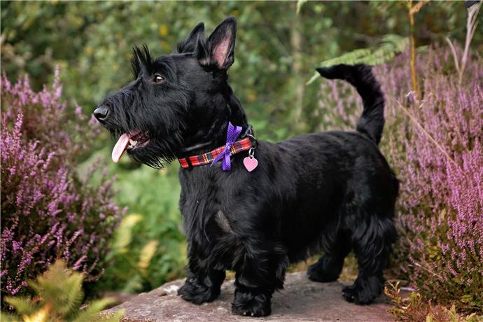 cane Scottish Terrier nero