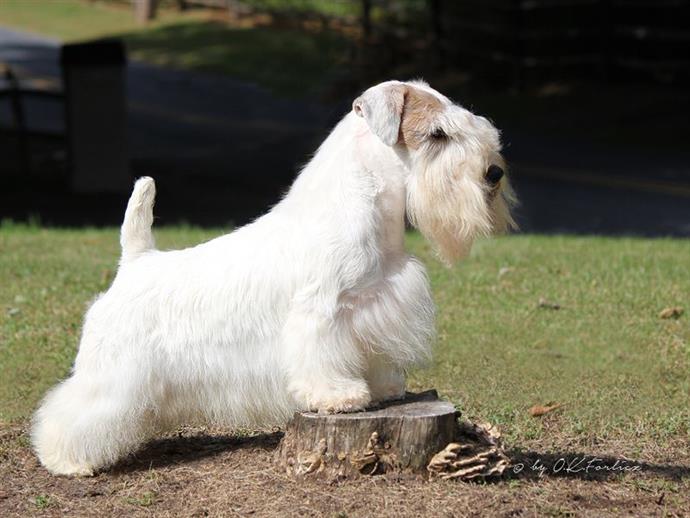 cane Sealyham Terrier bianco