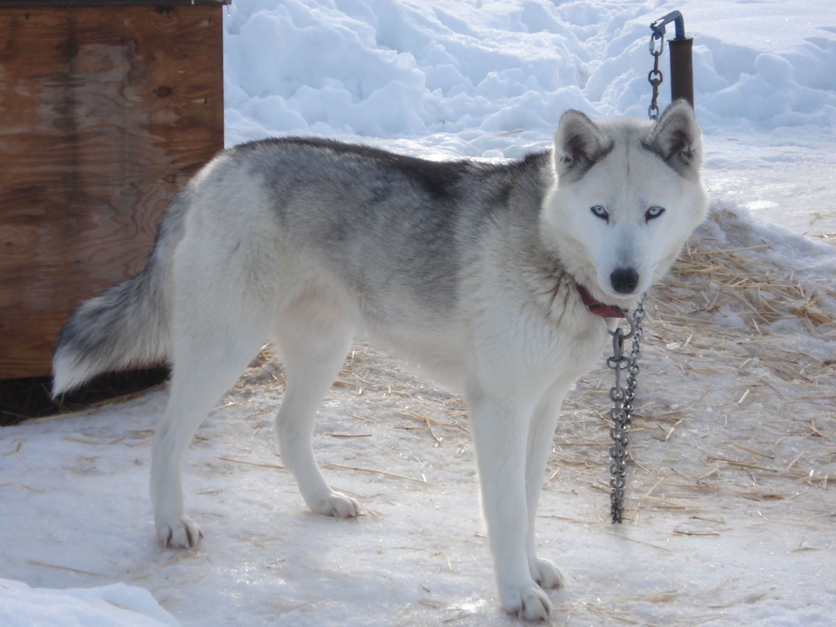 esemplare di Seppala Siberian Sleddog