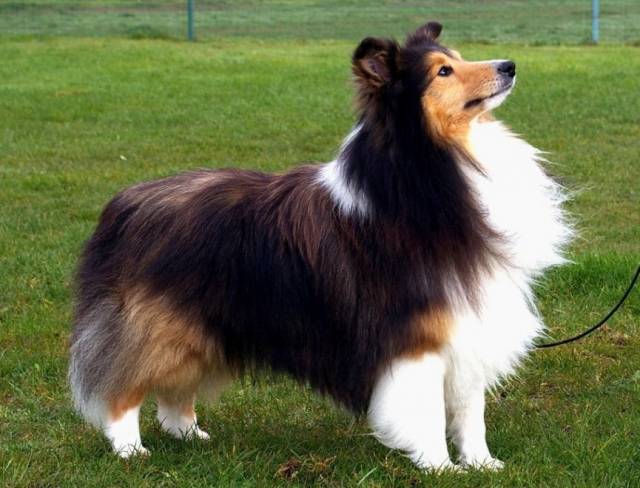 esemplare di Shetland Sheepdog