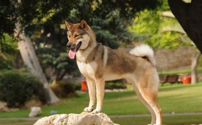 esemplare di cane Shikoku