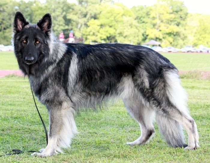 esemplare di Shiloh Shepherd Dog